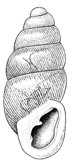 Carychium exile illustration